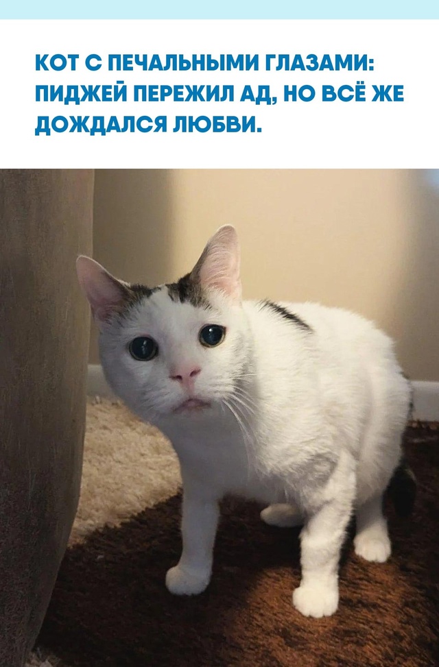 11-летний кот ПиДжей прошёл через серию кошмаров: его сб...