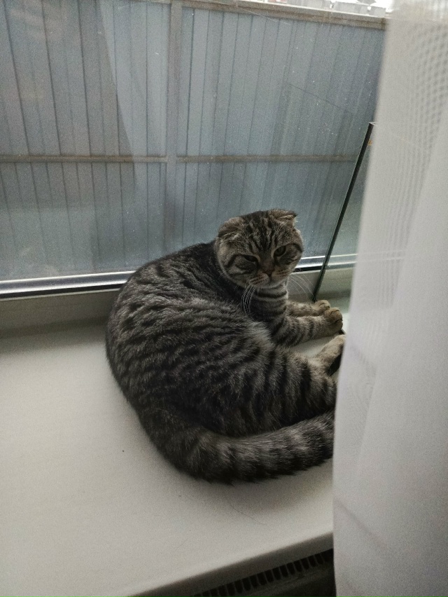 06.08.2025 Потерялся котик (метис британец)!!! г. Отрадное, л/?...