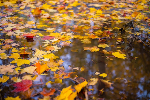 Осенние фотоэтюды