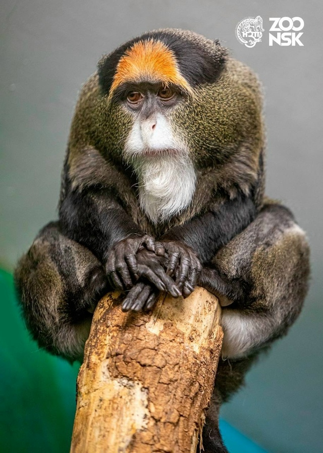 Μapтышкa Бpaззa из зooпapкa явнo зaдумaлacь o чём-тo oчeнь вaжнoм ?...