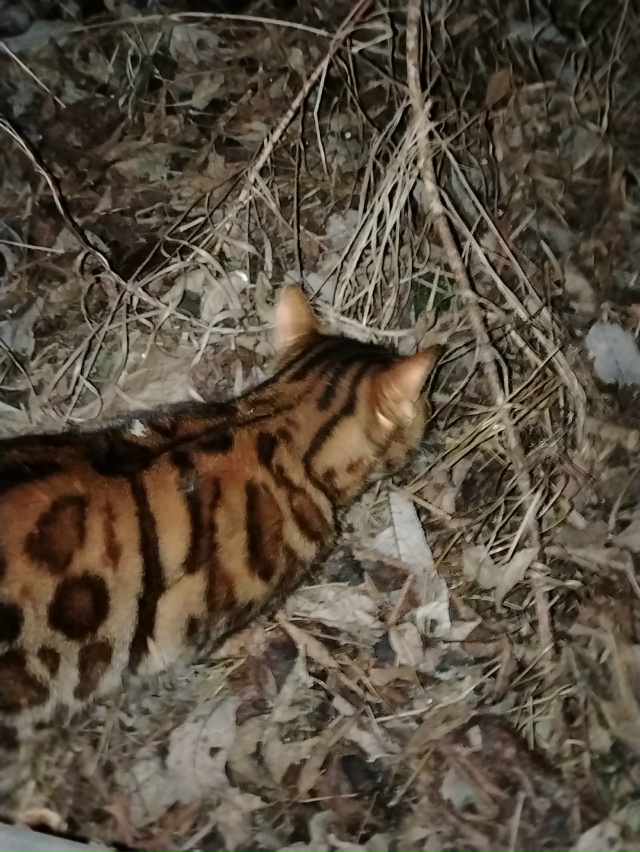 Добрый вечер, может кто потерял?
Если что он( она) где т?...