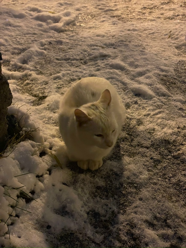 Во дворе Ферсмана 8 бегает белая ухоженная кошка с серы...