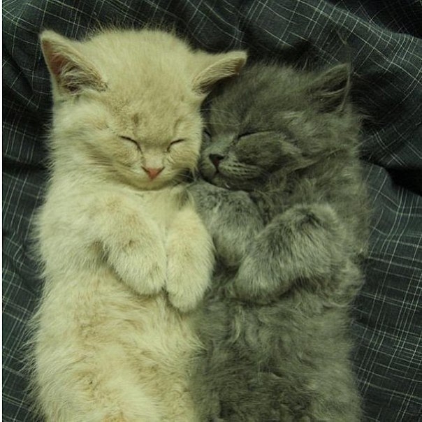 Доброй ночи!