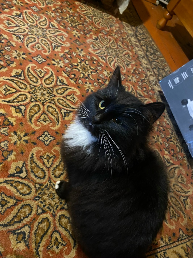 ( анонимно пожалуйста)
Добрый день! ☀
🐈🐈‍⬛ с насту?...