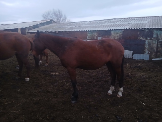 Продам лошадей 8 голов оптом кобылы 89228552265