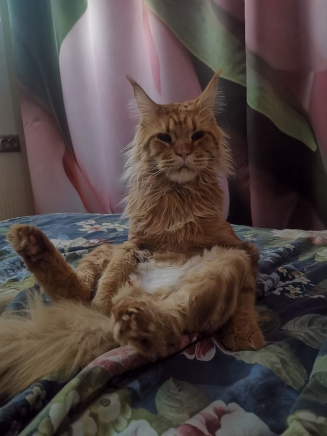 Вчем добрый день!
Помогите найти кота!
Выпрыгнул из окн...