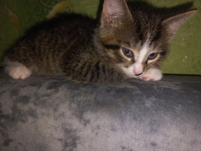 Помогите пожалуйста пристроить малышей .Ищем добрых х?...