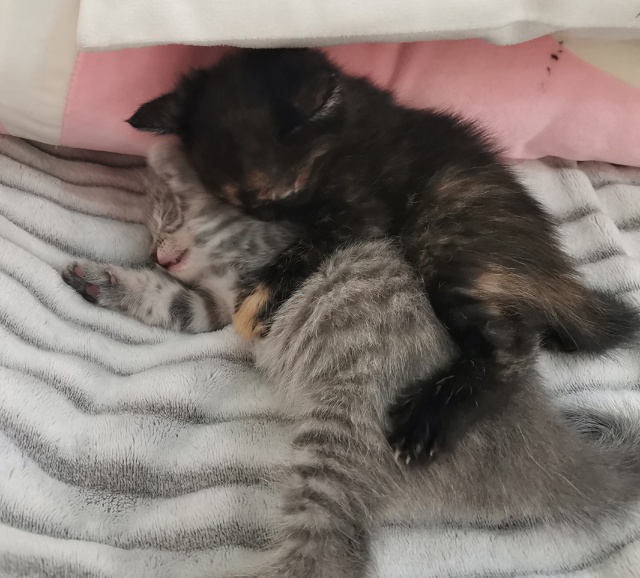 Отдам котят в добрые ручки. 2 девочки от домашней кошки....