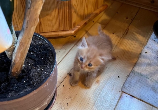 В нашей команде пополнение — ищем дом для трехцветных ...