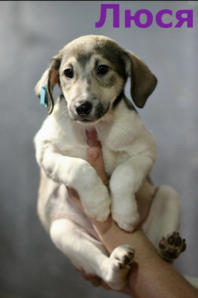 Вот такие звёздочки четверолапые Две сестрички Герда ...