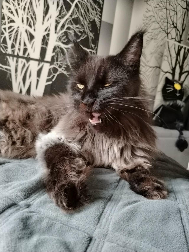 Лапки такие лапки🫶Лексус Милагро Норте приветствует ...