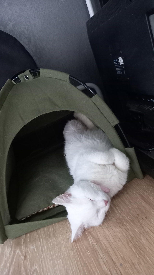 Потерялась кошка! Довольно контактная, но не ко всем. З...