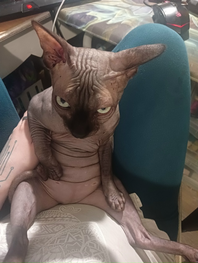 Всратые дети: Хром и Лапочка. Если Хром свой интеллект ?...