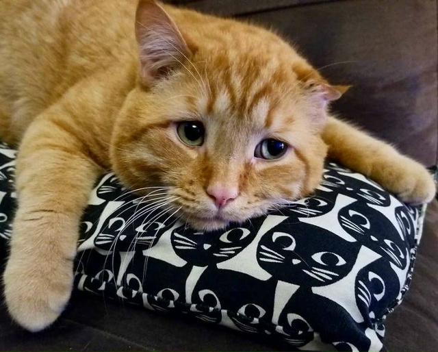 Всемирный день интроверта отмечаем сегодня.
Вы знаете...