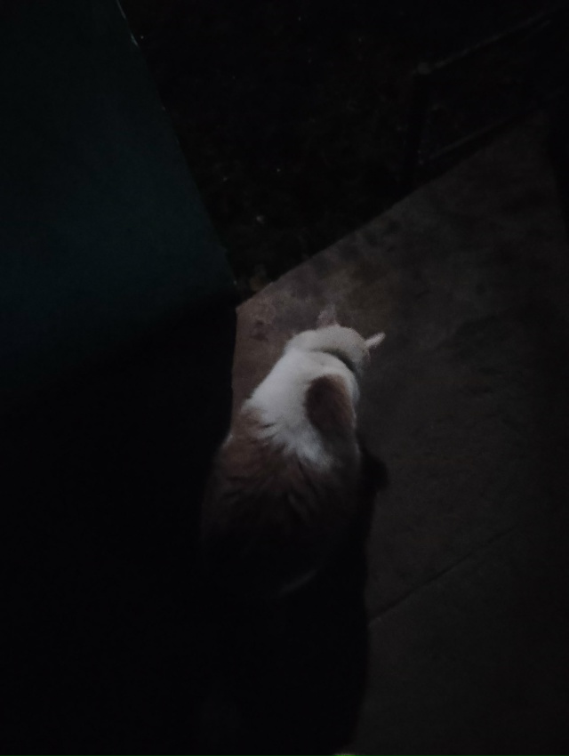 Чей потеряшка? Ухоженный, темный ошейник, видно что дом...