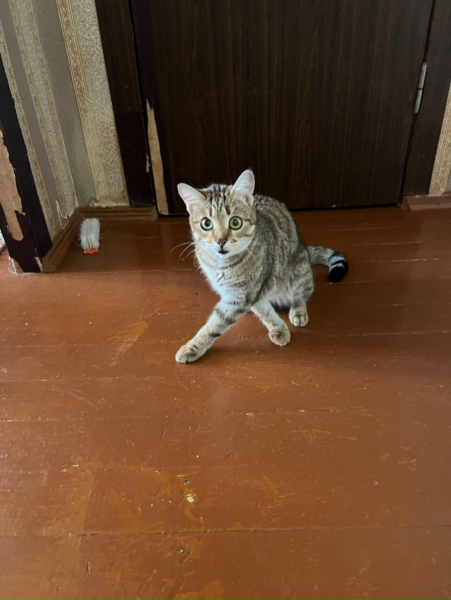 Кот ищет себе хороших хозяев., кот кастрированный. 7 лет...