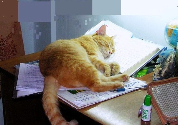 Кошек всегда прикладывают к больному месту. А самое бо?...