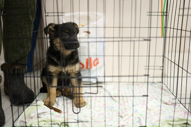 Ищут дом.
Щенки и котята.
Щенки от 2х месяцев до 9мес.
Ко...