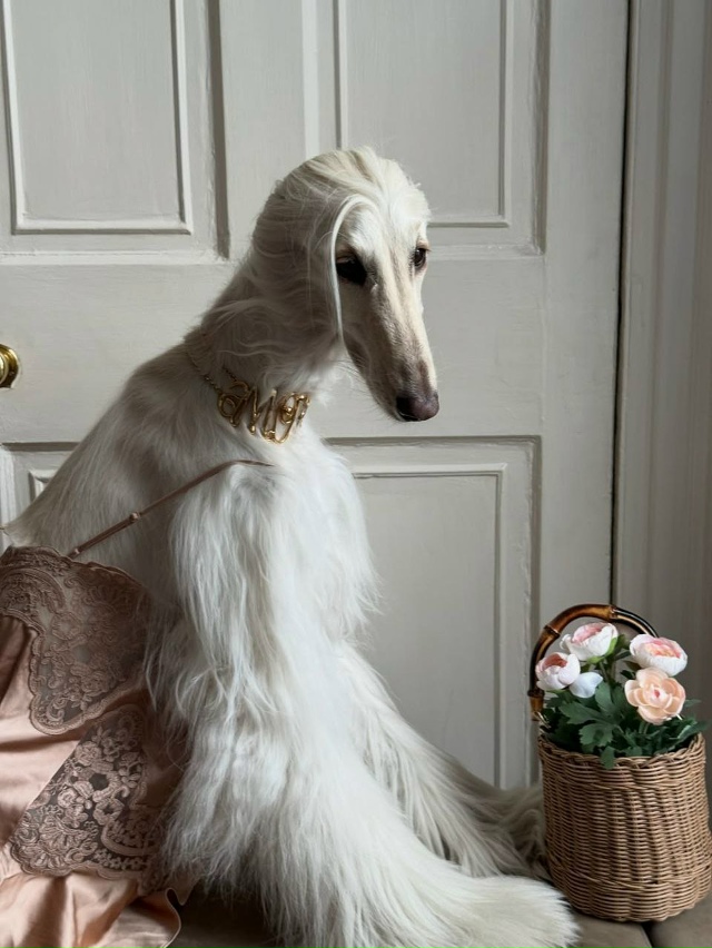 Собака с длинной шелковой шерстью и аристократичным в?...