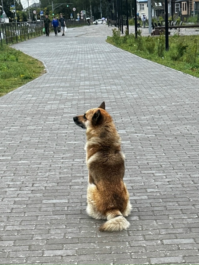 Кого ждёт Хатико? 🥺
#Я_тебя_видел@podslushano_velsk