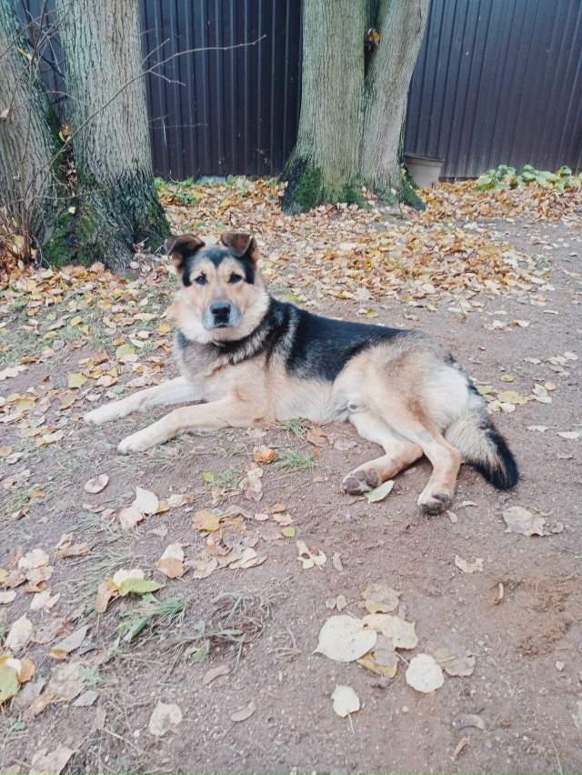 Переславль! Срочно!
С временной передержки убежал Сэм! ...