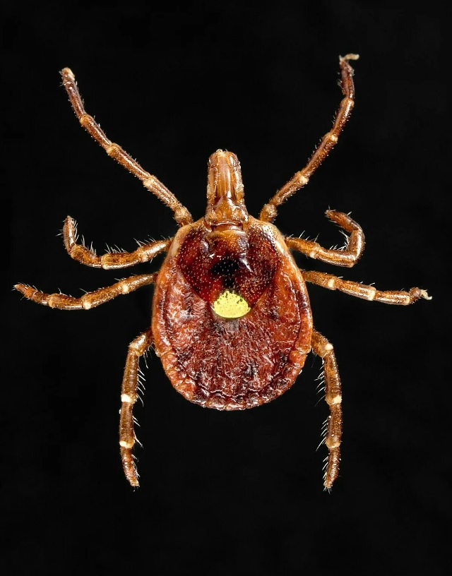 Один укус — и больше никакого мяса
В южных и восточных...