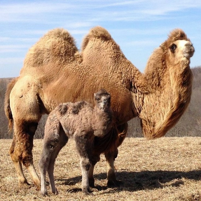 В былые времена могущество всех восточных государств ?...