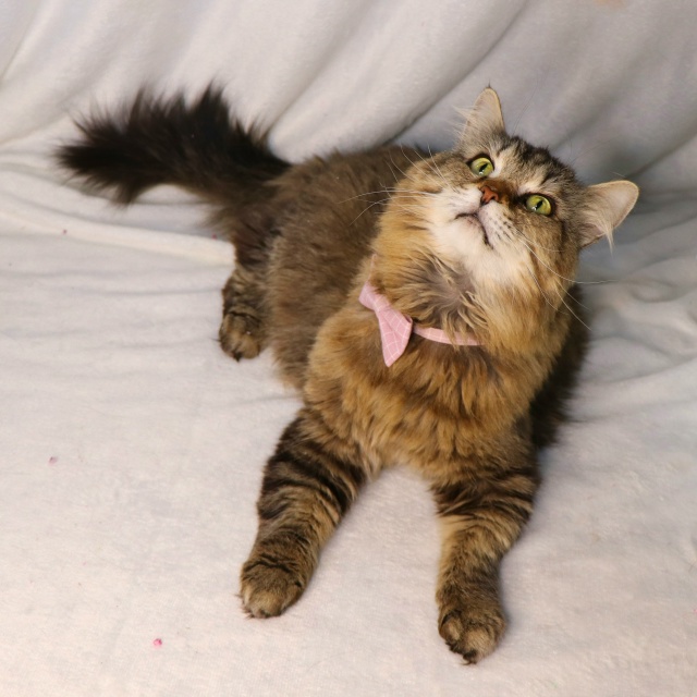 ⭐️Раф⭐️
Рафаэль - весьма харизматичный кот. Крупны?...