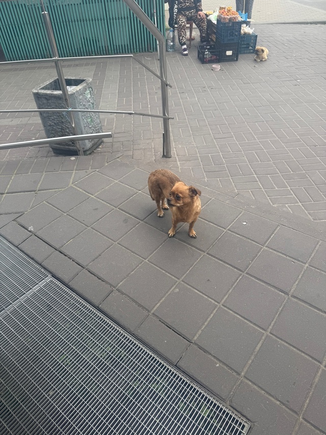 Возле Никольского стоит чья то собака