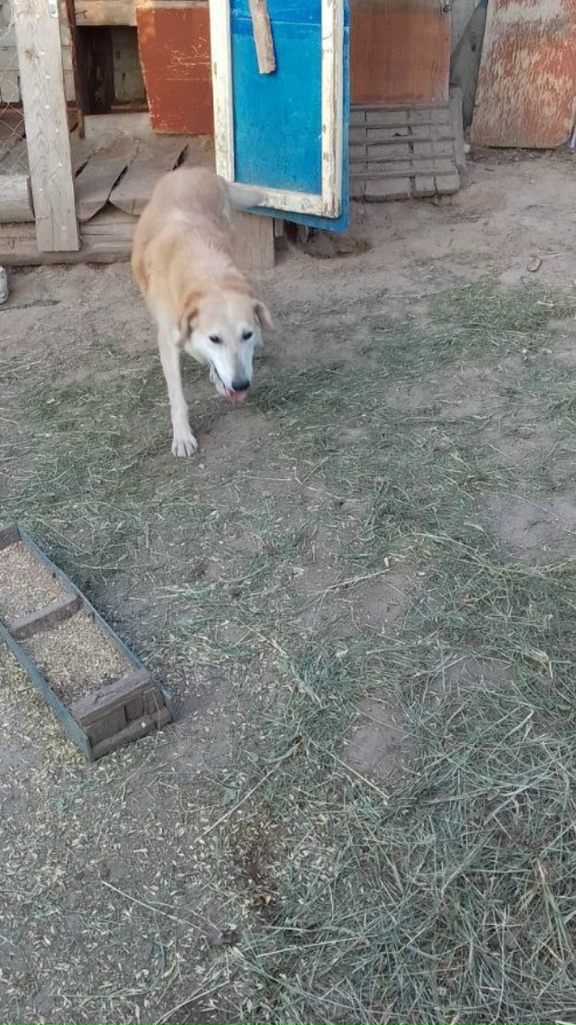 Пропала собака русская гончая в районе михеиха пучежс?...