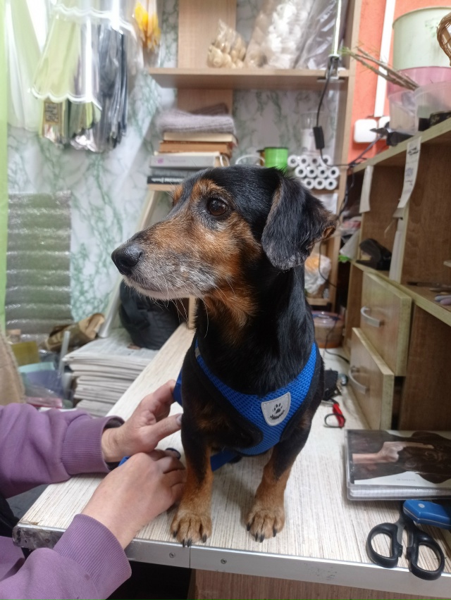 Найдена собака (кобель) в районе остановки Поликлиника...