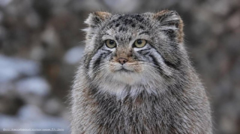🐈‍⬛ Манул Тимофей продолжает зажировку: он уже весит 5 кг, хотя летом был 3,7кг Ежедневно Тимоша по