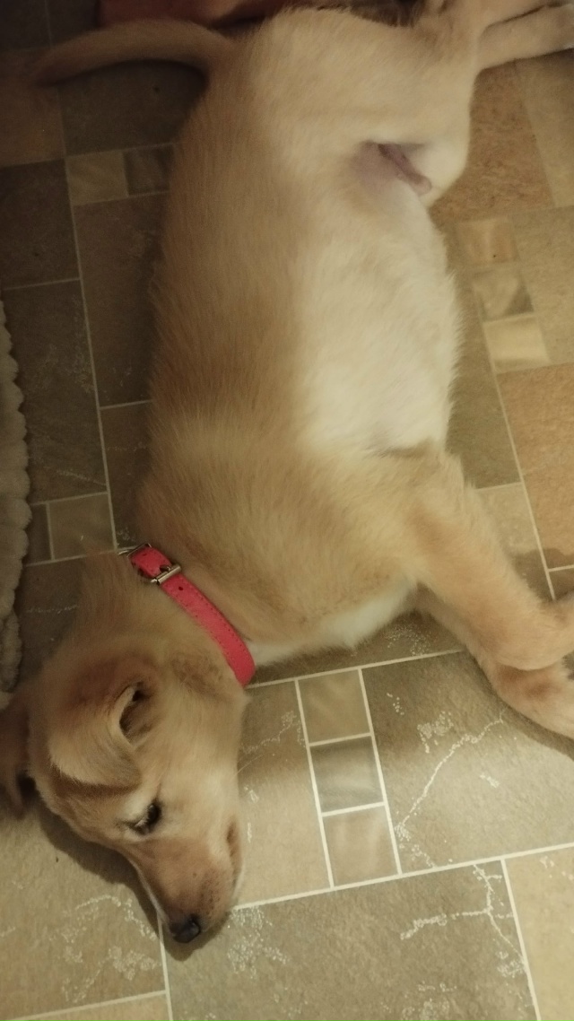 Дочка нашла щенка,может кто то ищет. Сейчас он у нас дом...