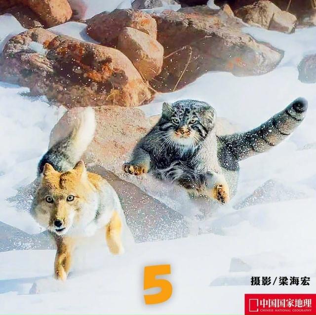 Тибетские лисы — удивительные создания, известные сво...