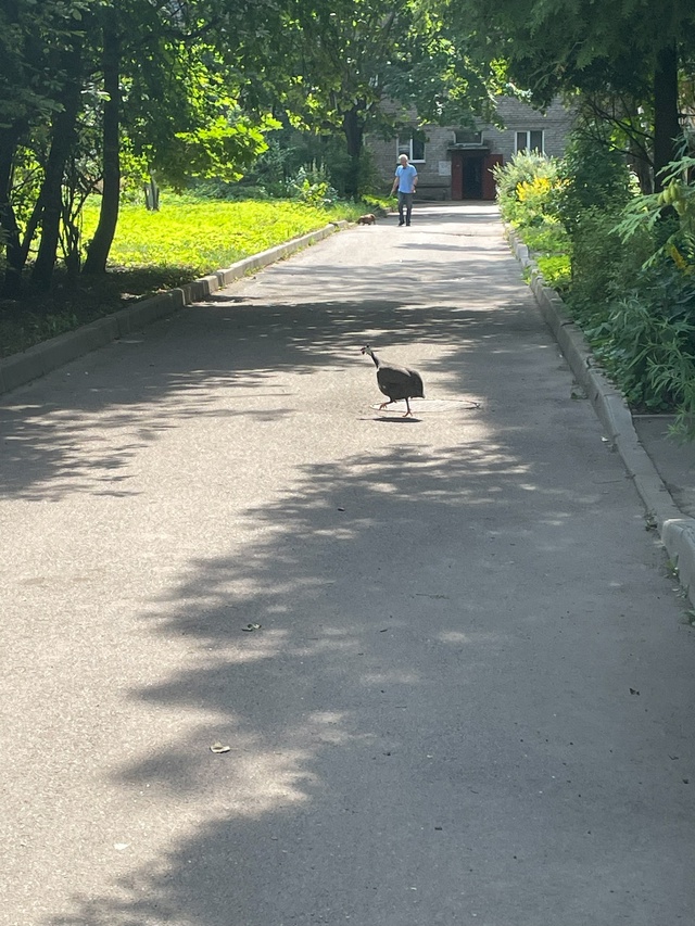Ни кто птичку не терял,встретила в 13:18,Заводская 2