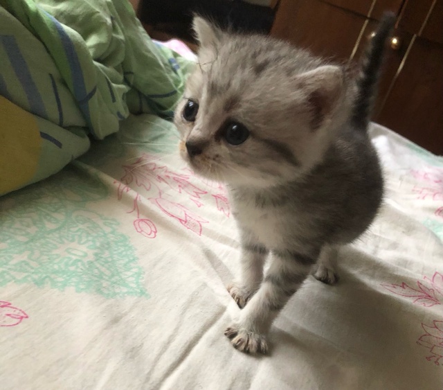 отдам котят в добрые и заботливые руки, котята игривые ...