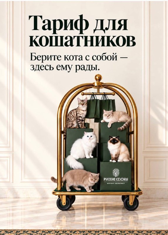 Милотааа: подмосковный отель запустил люксовый тариф спа для кошатников — за 10 000₽ ваш пушистый др