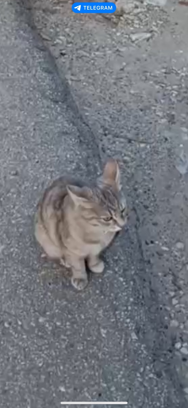 Котик ходил возле улицы Ленина,
Выглядит как домашний.?...