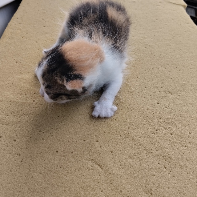 Помогите пристроить кошку и трёх котят.Кошка бездомна?...