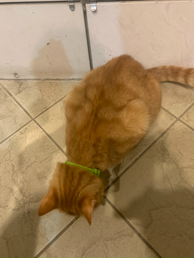 Нашли кота, Руза Ульяновская дом7