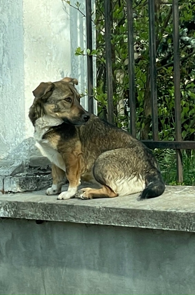 Пропала собака в районе курортной зоны, ул. Фрунзе, ул.П...