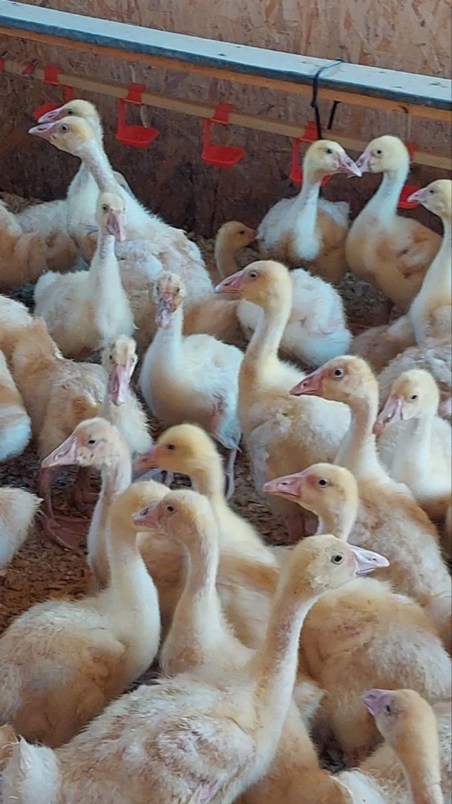 ❗❗❗ПРОДАЮТСЯ❗❗❗
Утки 🦆 Бройлерные 40-ка дневные
Гу...