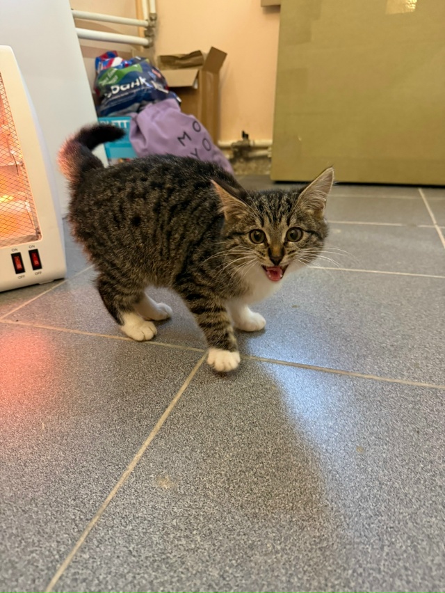 Нашли котеночка, нужно приютить..отзовитесь
У себя ост...