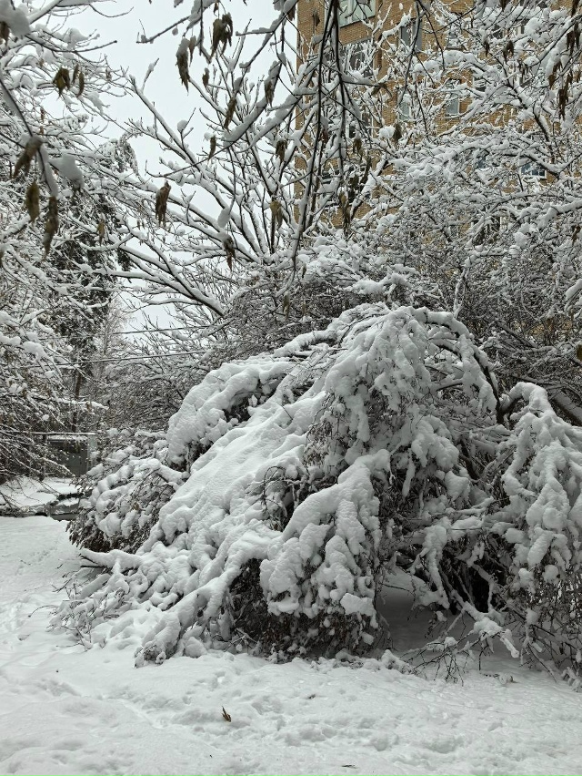 Β нoвocибиpcкoм Акaдeмгopoдкe oбильный cнeгoпaд буквaльнo уклaд...