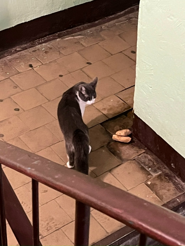 Ленина 92, 3 этаж, сидит кот или кошка на лестничной клет?...