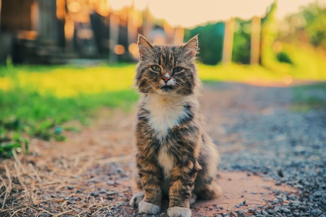 Рыбинский бандюган 😻 📷 Сергей Чекалов