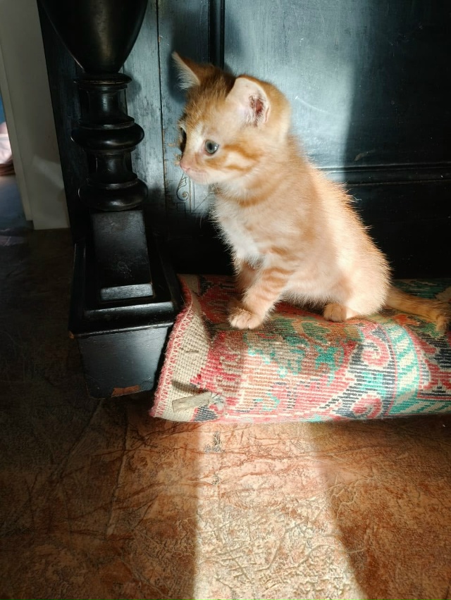 🍁🍁🍁 КОТЯТАМ нужен ДОМ 🍁🍁🍁
Отдадим прелестных ...