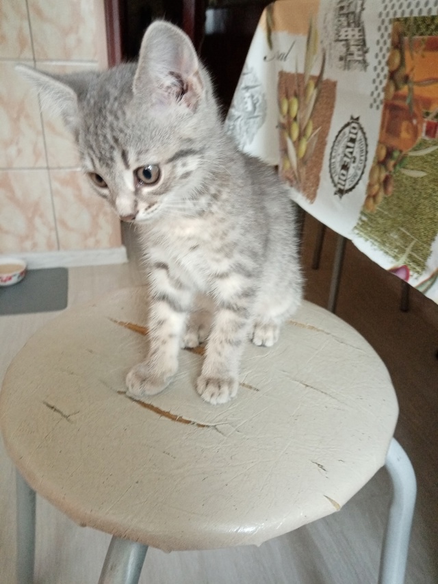 Отдадим котят в добрые руки, мальчик и девочка, ласковы...