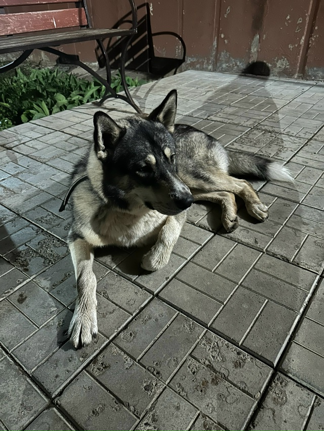 Чья потеряшка ( с ошейником) , больше недели живёт у дом...