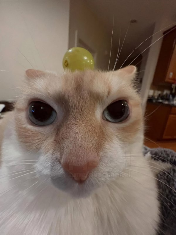 Весело тебе, да, хозяин?